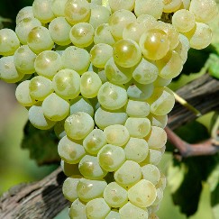 Foral de Felgueiras - Vinho Verde
